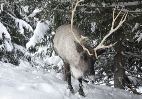 activité en Haute-Savoie élevage de rennes megève